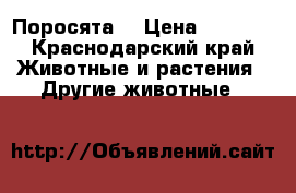 Поросята  › Цена ­ 3 500 - Краснодарский край Животные и растения » Другие животные   